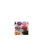 Pico Ruso Para Decorar En Acero Inox.
